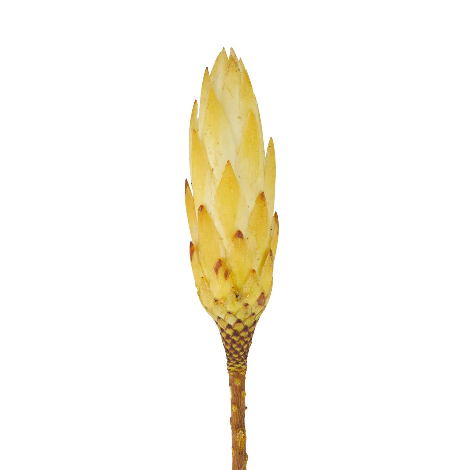 Protea gold cup 15pc 37x20x10cm - Cream