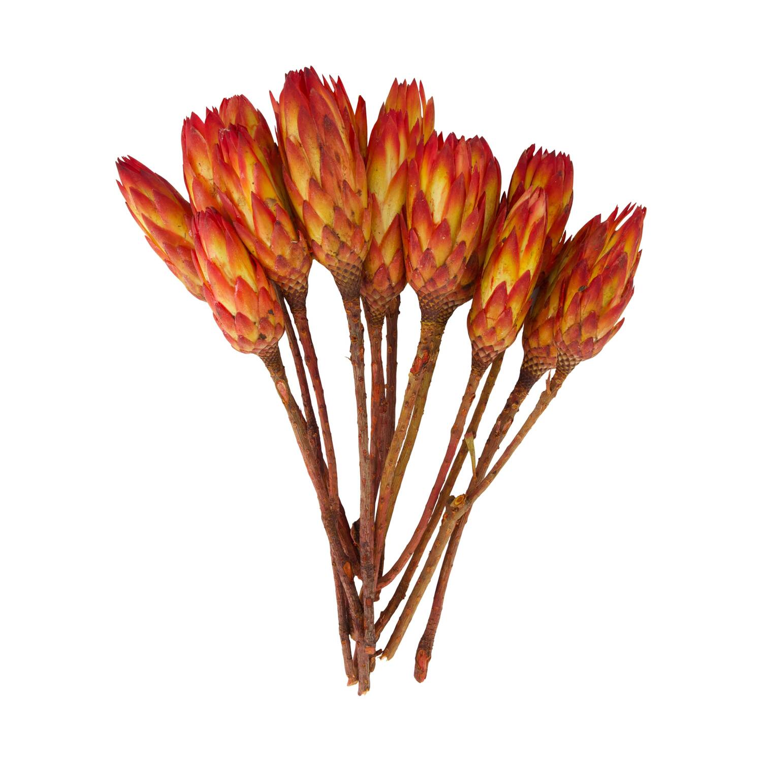 Protea gold cup 15pc 37x20x10cm