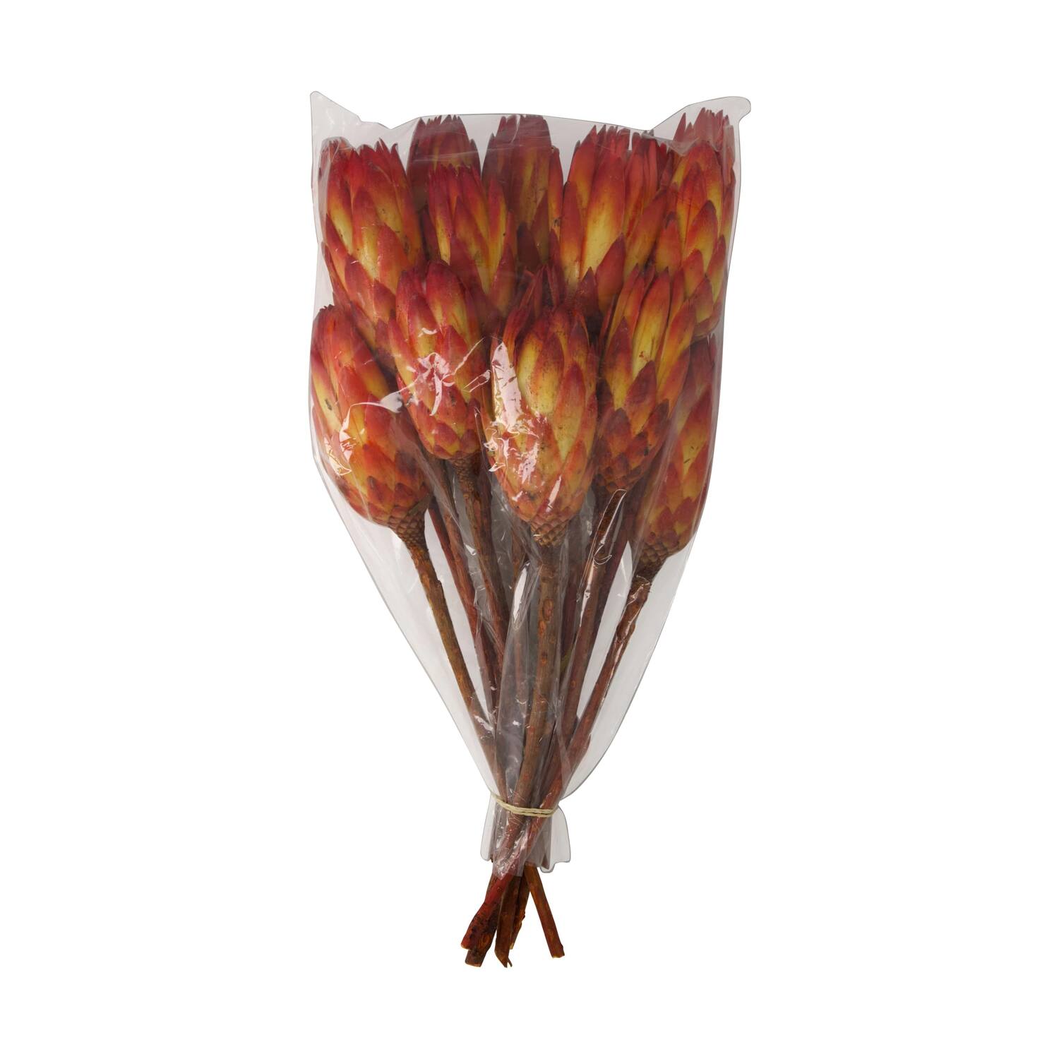 Protea gold cup 15pc 37x20x10cm