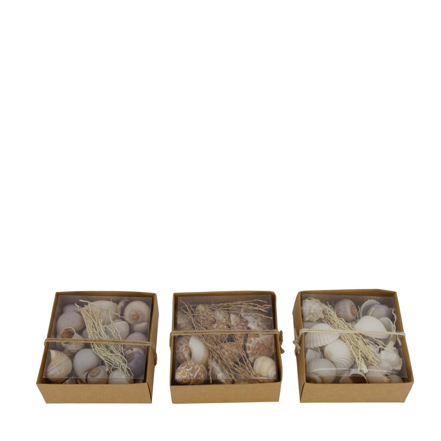 Shell mix nature 12x12x5.5cm A/3