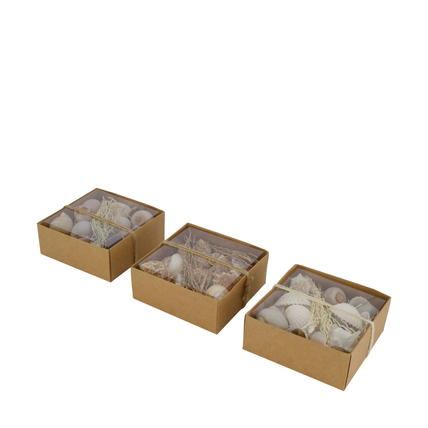 Shell mix nature 12x12x5.5cm A/3