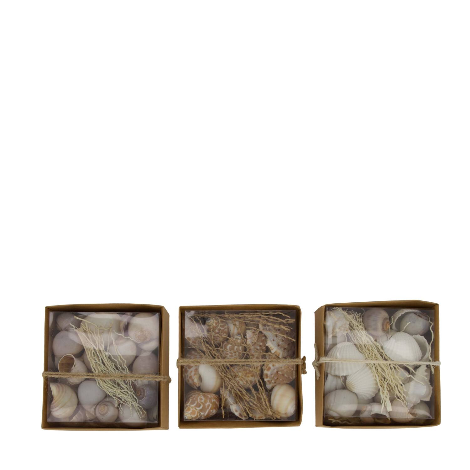 Shell mix nature 12x12x5.5cm A/3