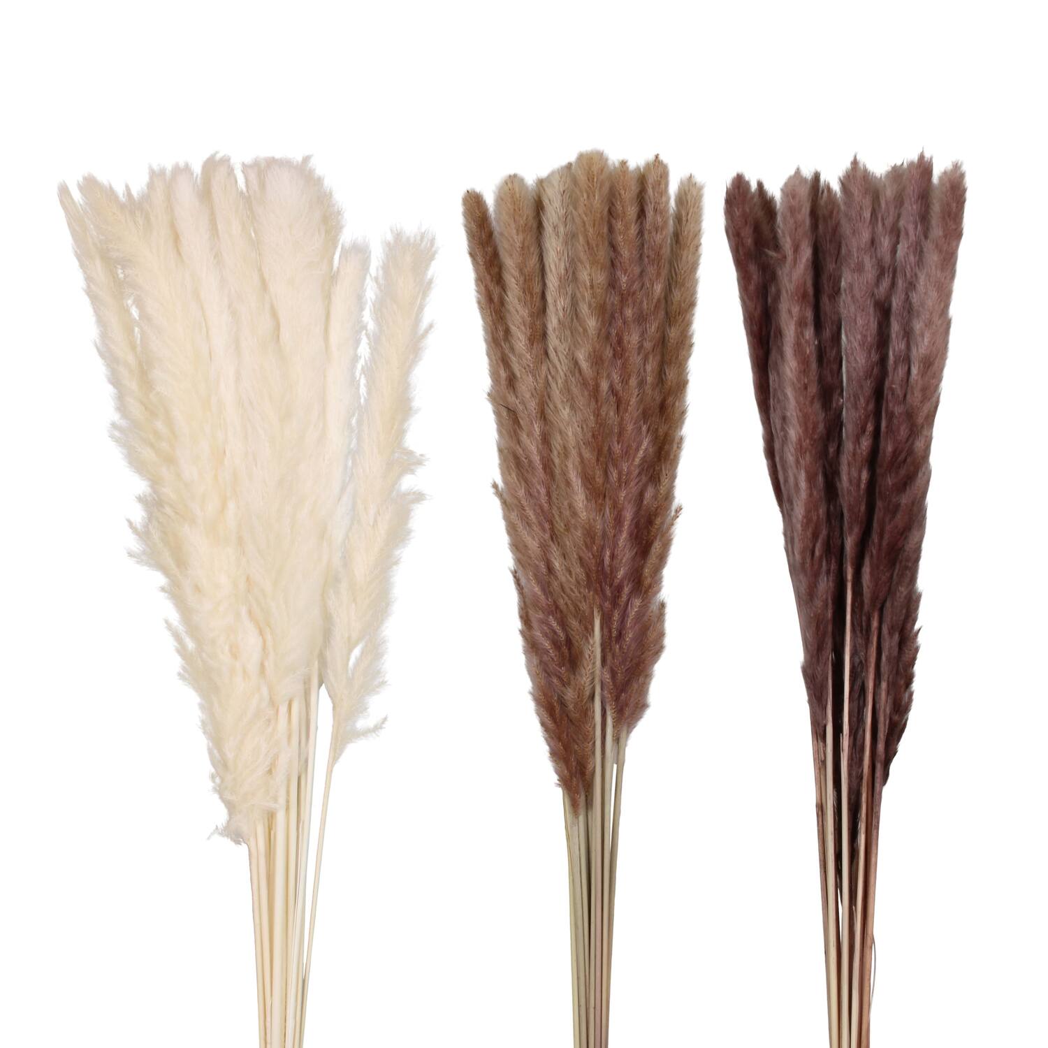 Pampas grass 70x11x4cm C3 - Natural