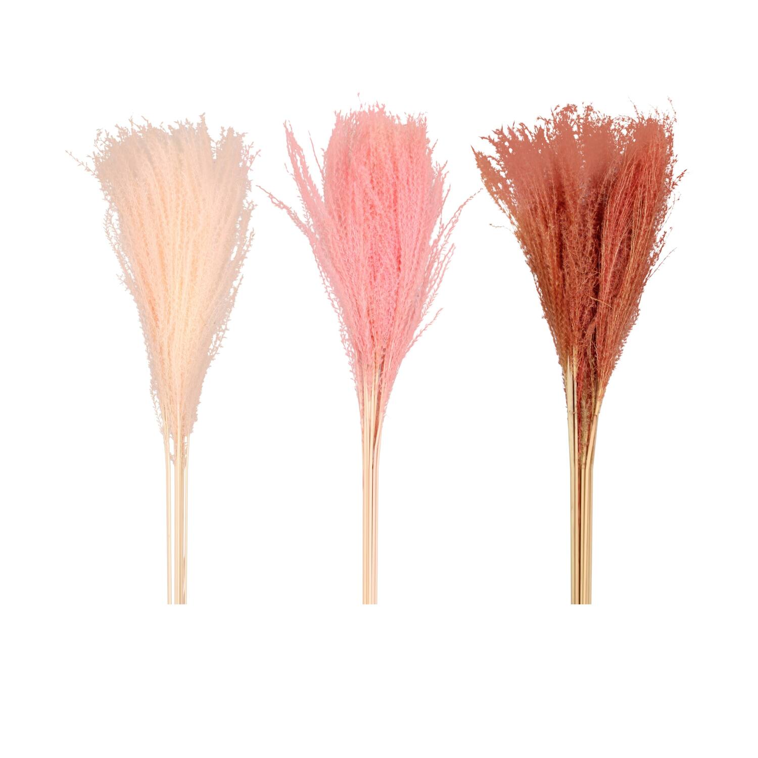 Miscanthus nature 70x15x4cm 10pc C/3