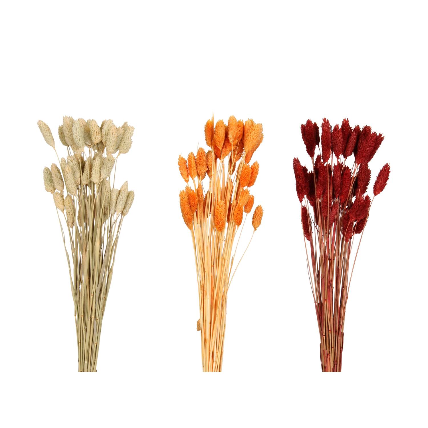 Phalaris nature 60x10x5cm 50pc C3 - Orange