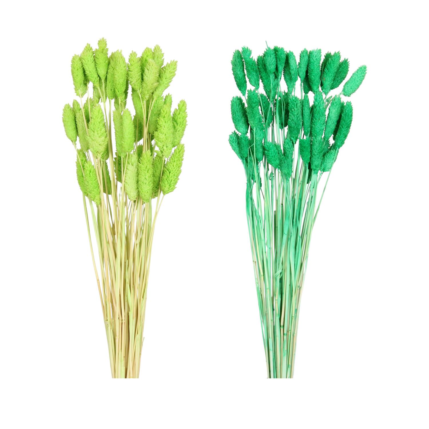 Phalaris nature 60x10x5cm 50pc C2 - Green