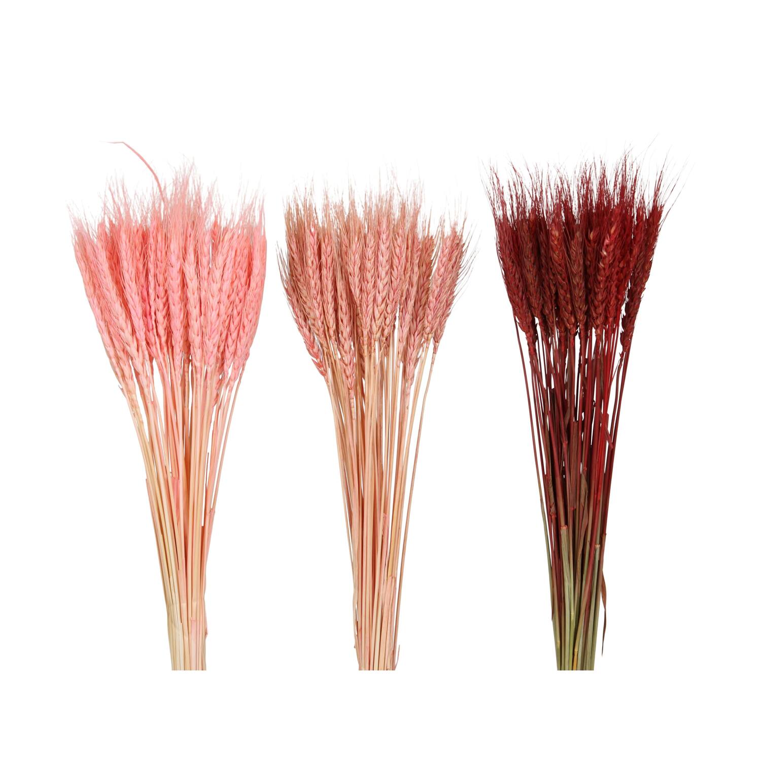 Wheat grass 60x12x6cm 50pc C/3