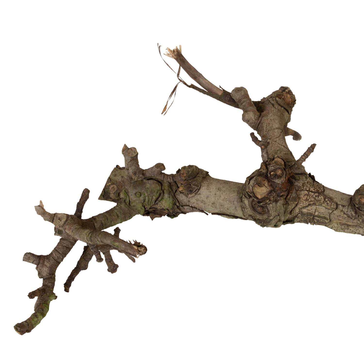 Branch pear 40cm - Natural