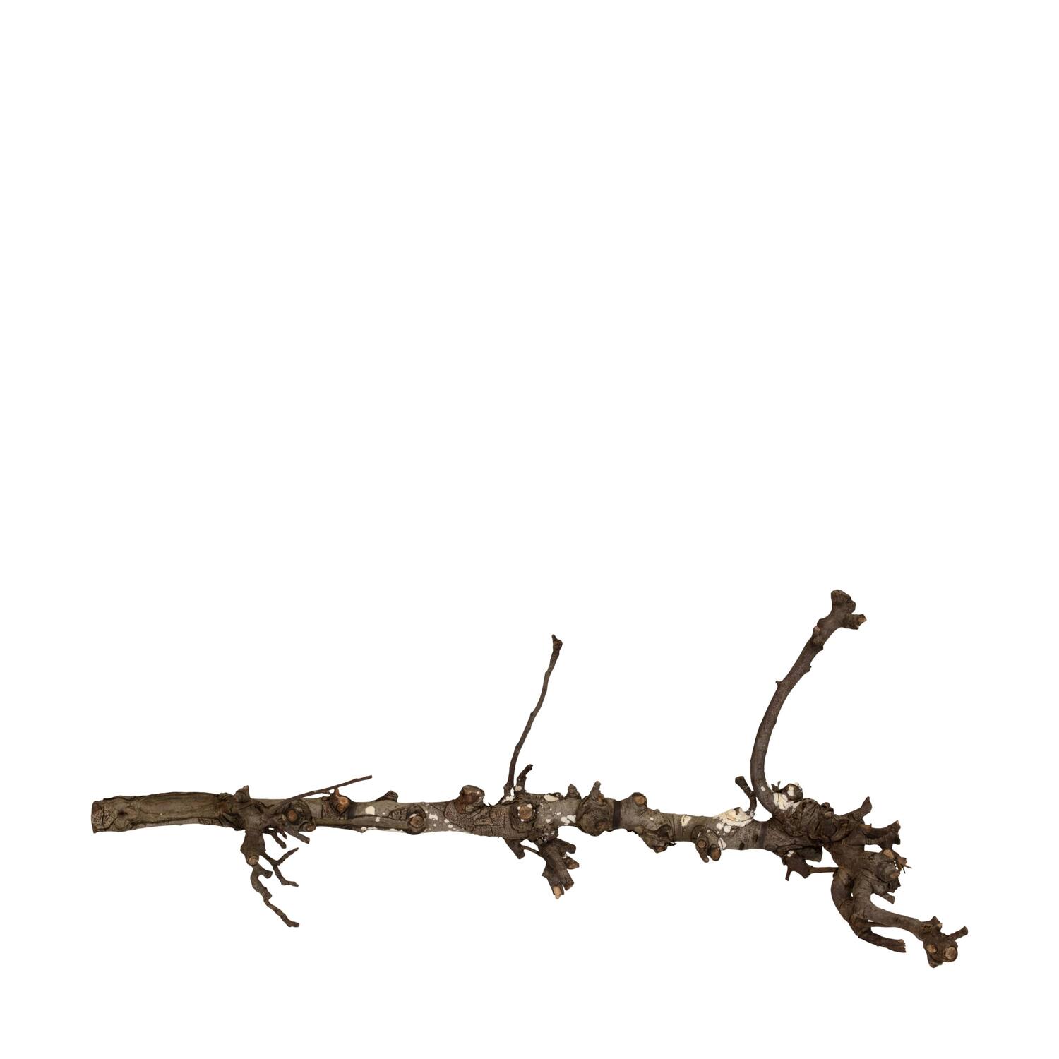 Branch pear 80cm - Natural