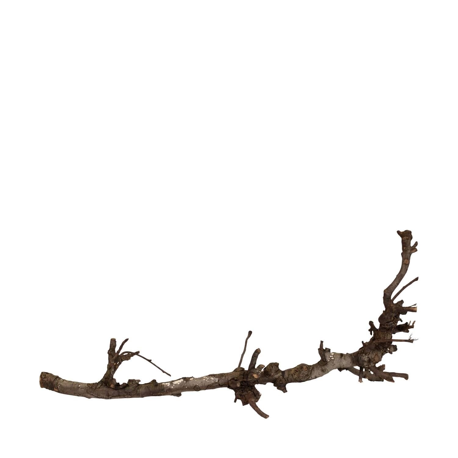 Branch pear 80cm - Natural