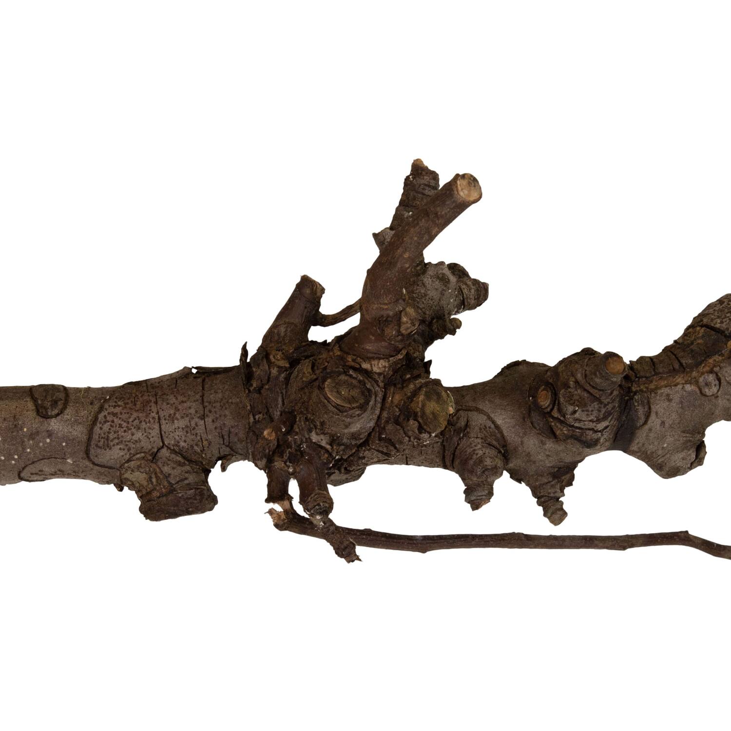 Branch pear 80cm - Natural