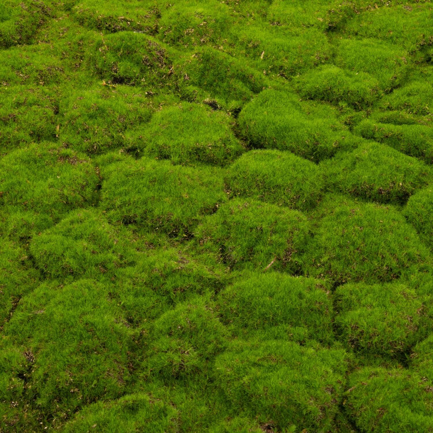 Moss sheet with adhesive edge PU 100x100x4cm