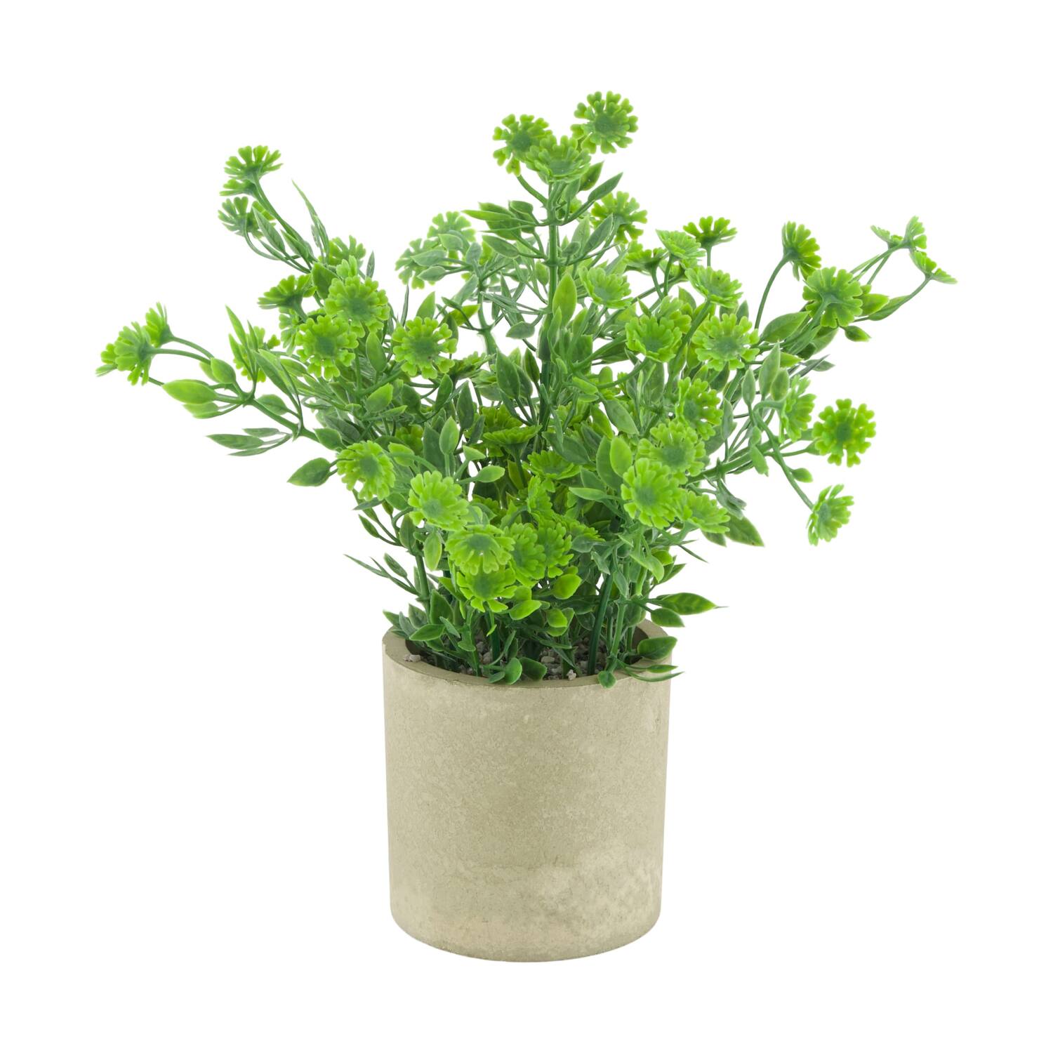 Plant in pot polyscias PE 8x8x22cm