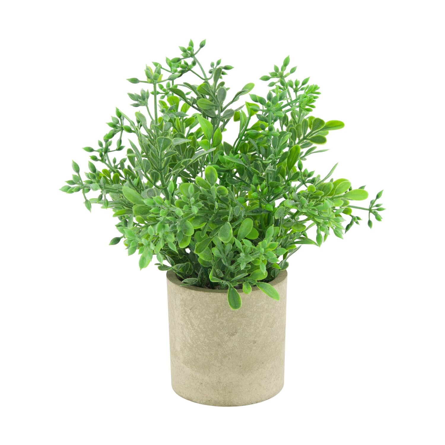 Plant in pot aglaia odorata PE 8x8x23cm - Green
