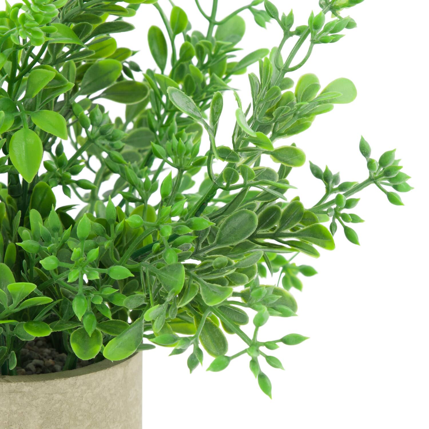 Plant in pot aglaia odorata PE 8x8x23cm - Green