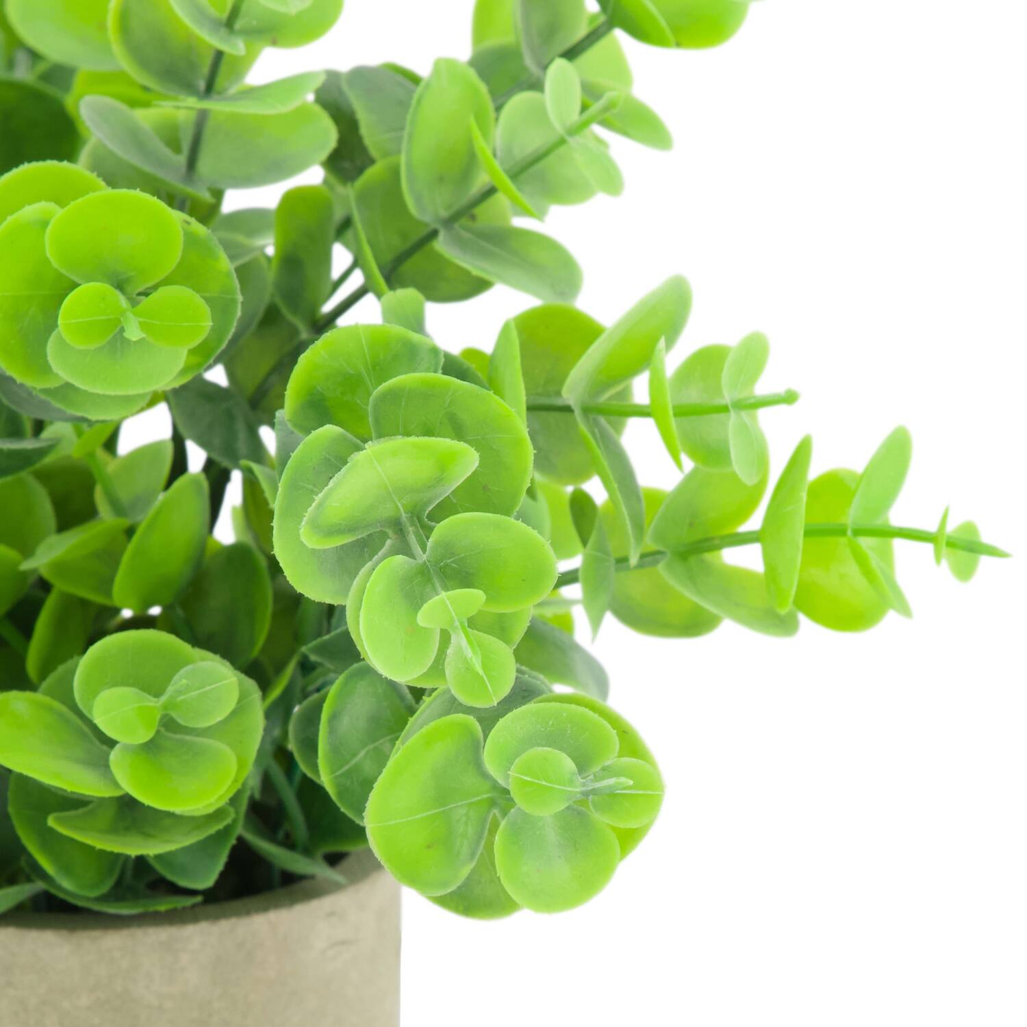 Plant in pot eucalyptus PE 8x8x23cm