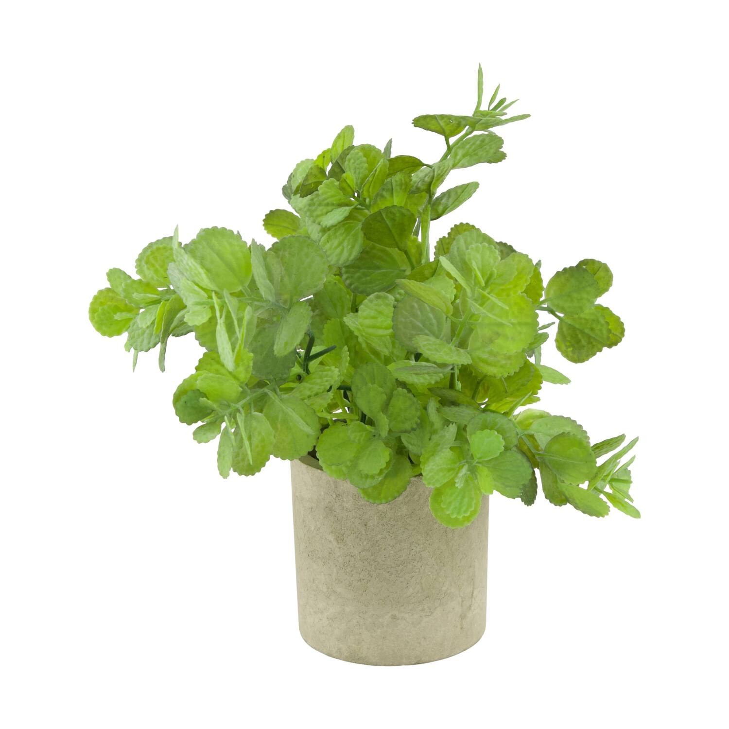 Plant in pot pelargonium PE 8x8x22cm