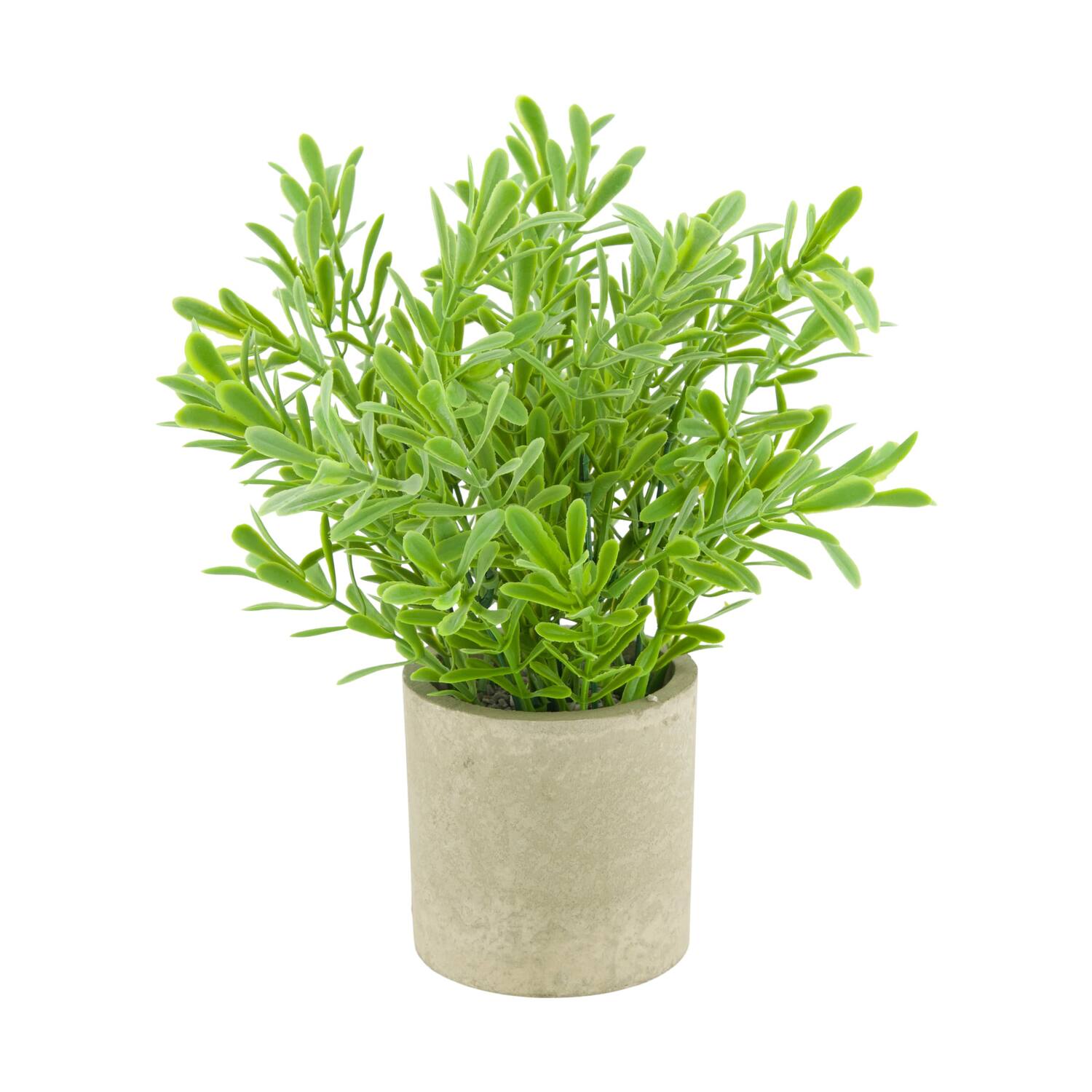 Plant in pot buxus PE 8x8x23cm - Green
