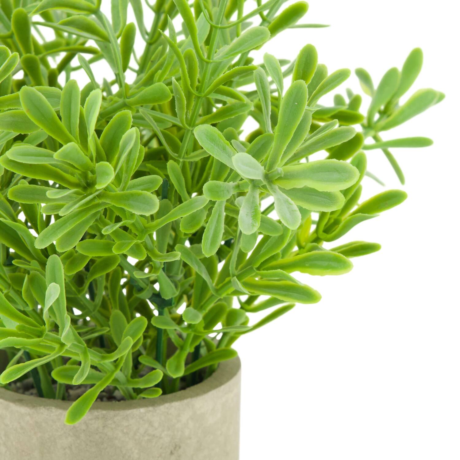 Plant in pot buxus PE 8x8x23cm - Green
