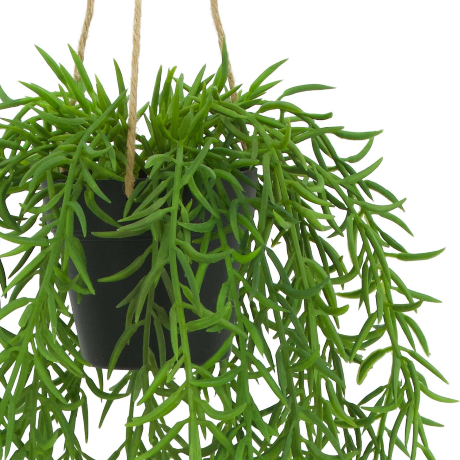 Plant senecio PE with hanger 15x15x60cm