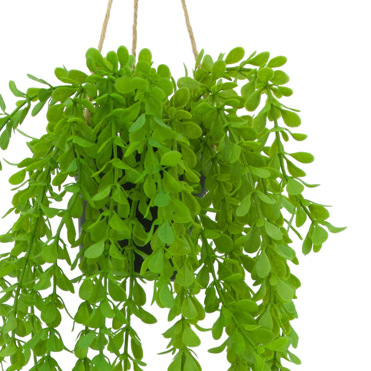 Plant dischidia PE with hanger 16x16x65cm