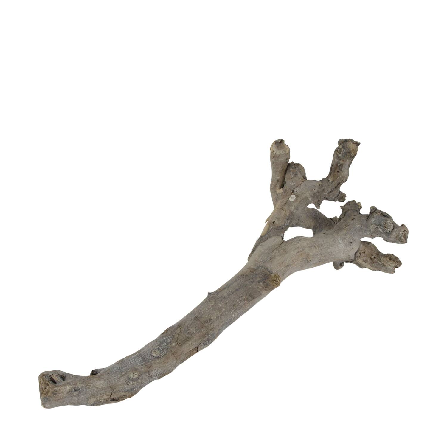 Root driftwood 56.5x18x6cm - White