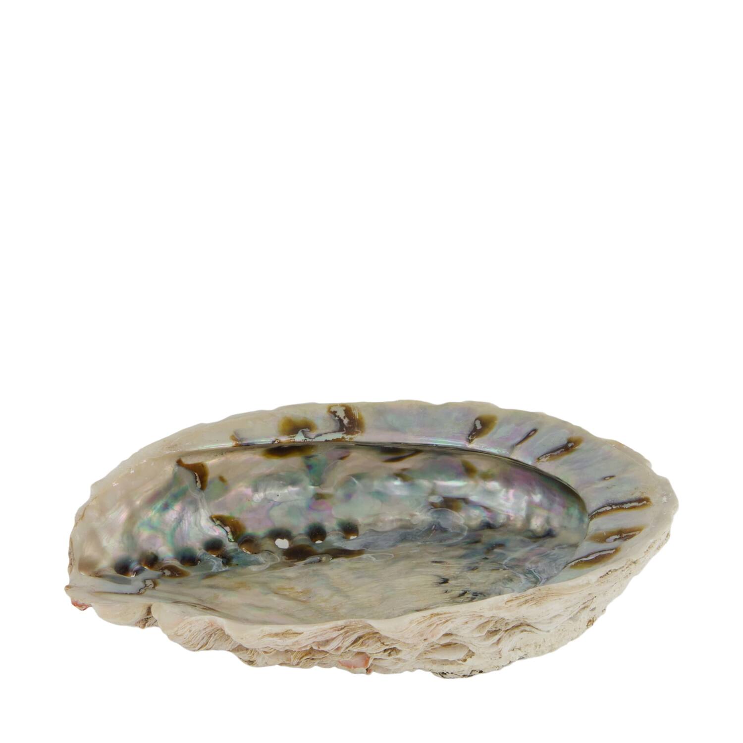 Shell abalone large nature 14x11x2.5cm - Natural