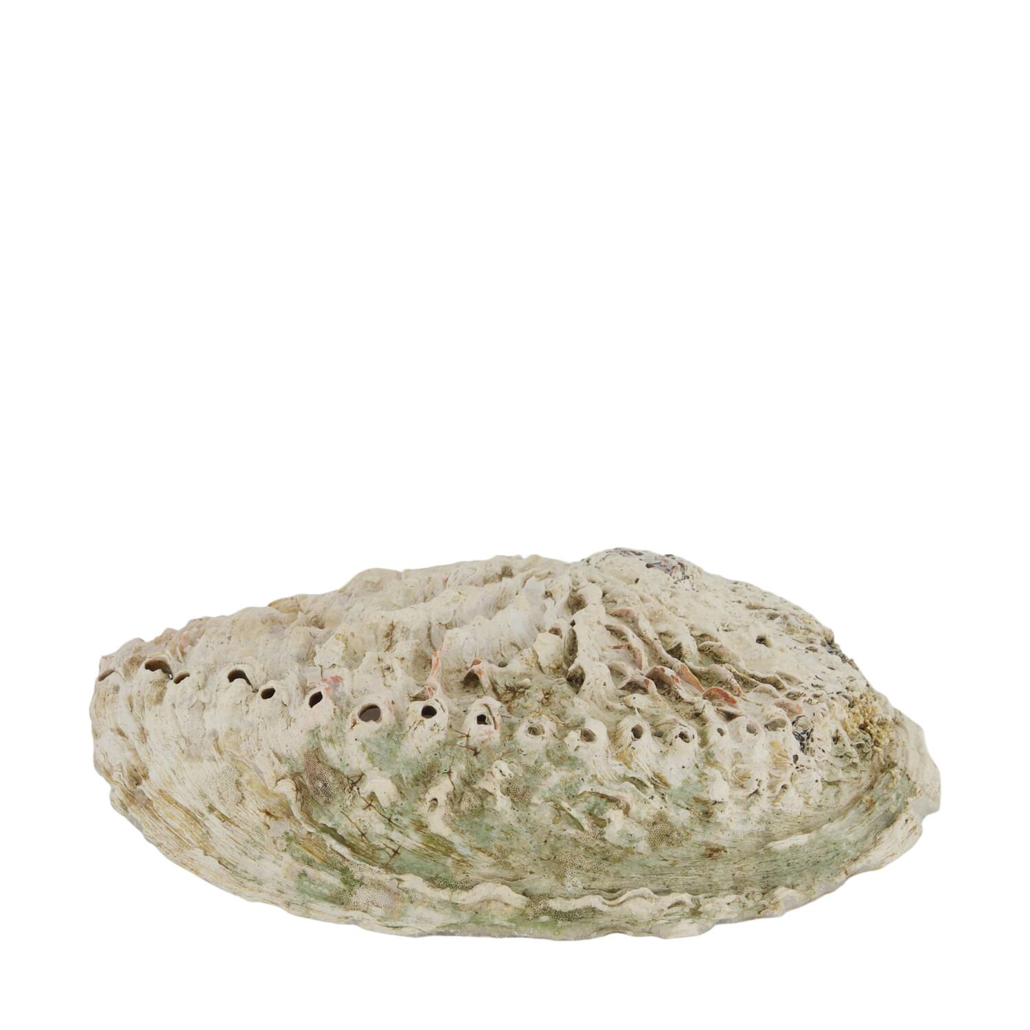 Shell abalone large nature 14x11x2.5cm - Natural