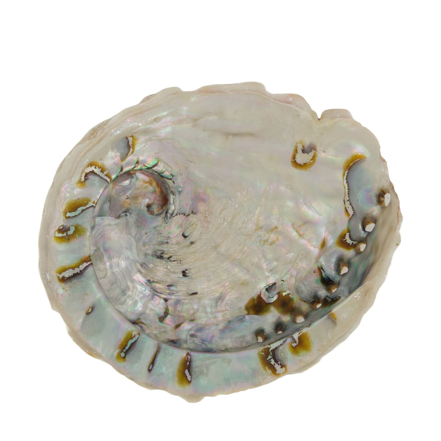 Shell abalone large nature 14x11x2.5cm - Natural