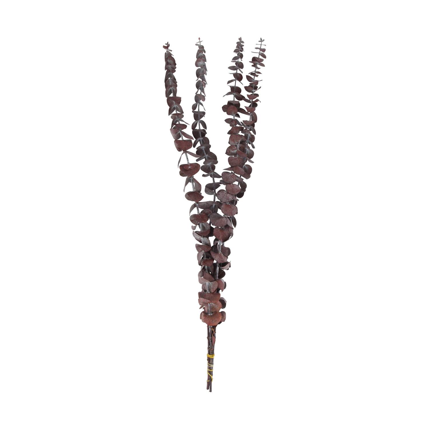 Bunch eucalyptus preserved nature 60x10x4cm
