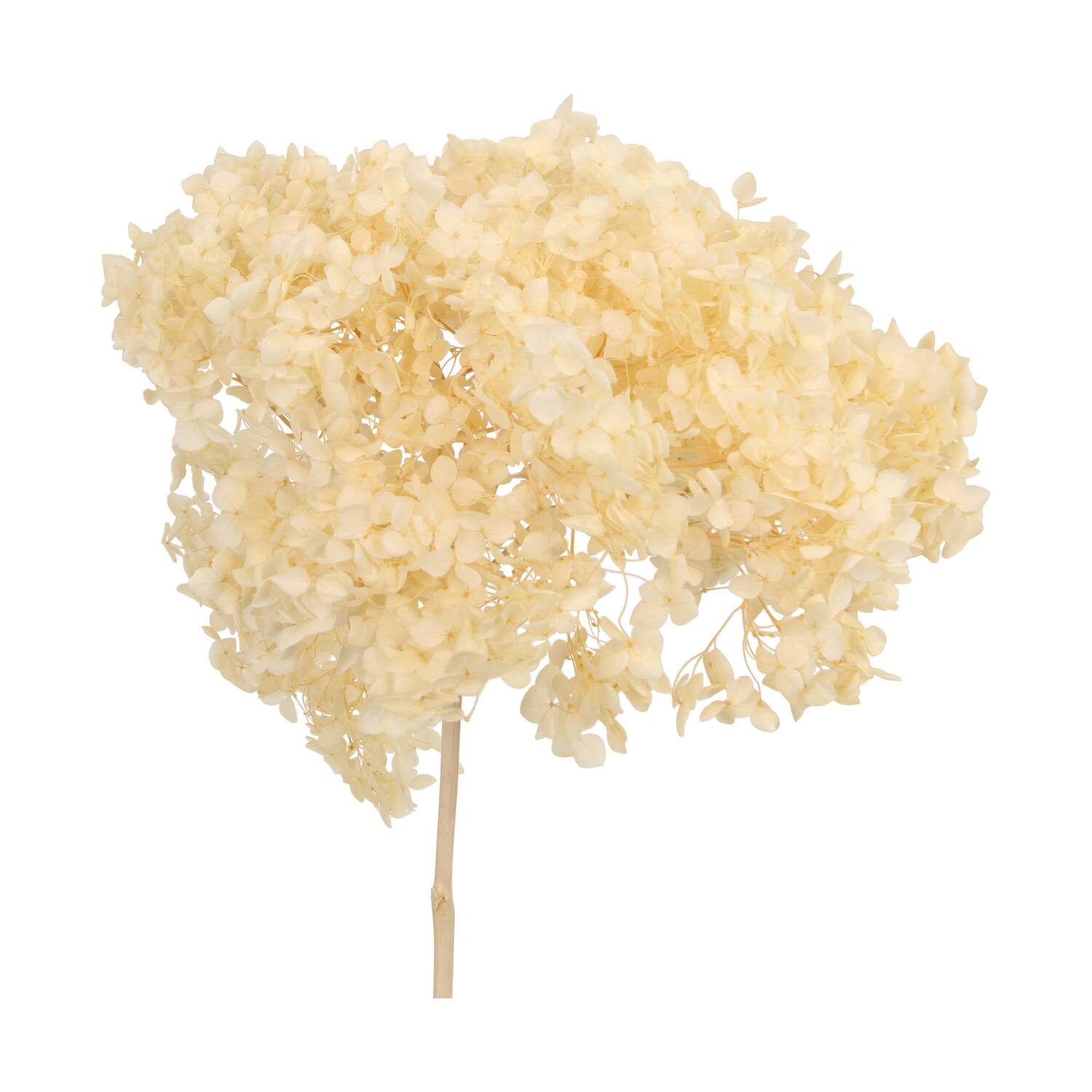 Bunch hydrangea preserved nature 60x20x25cm Off white