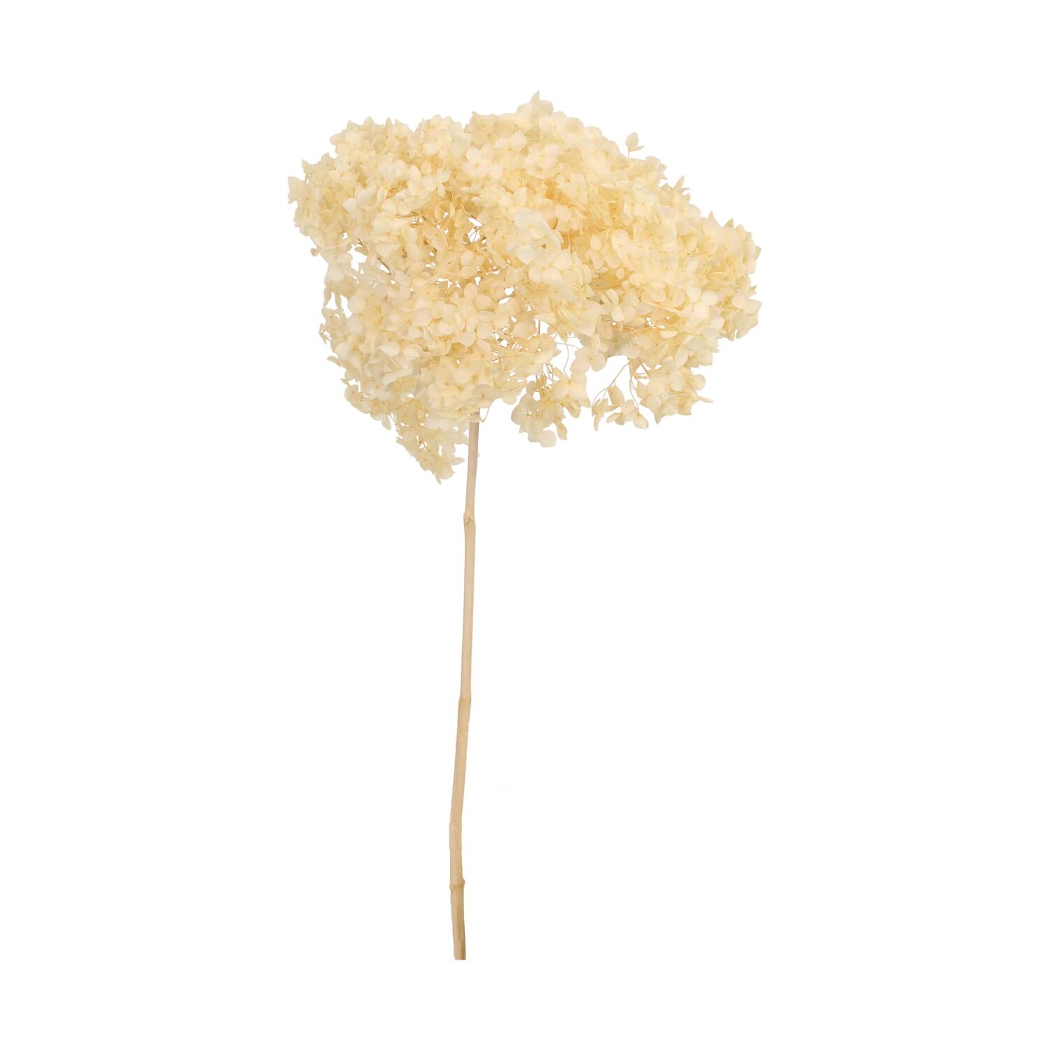 Bunch hydrangea preserved nature 60x20x25cm Off white