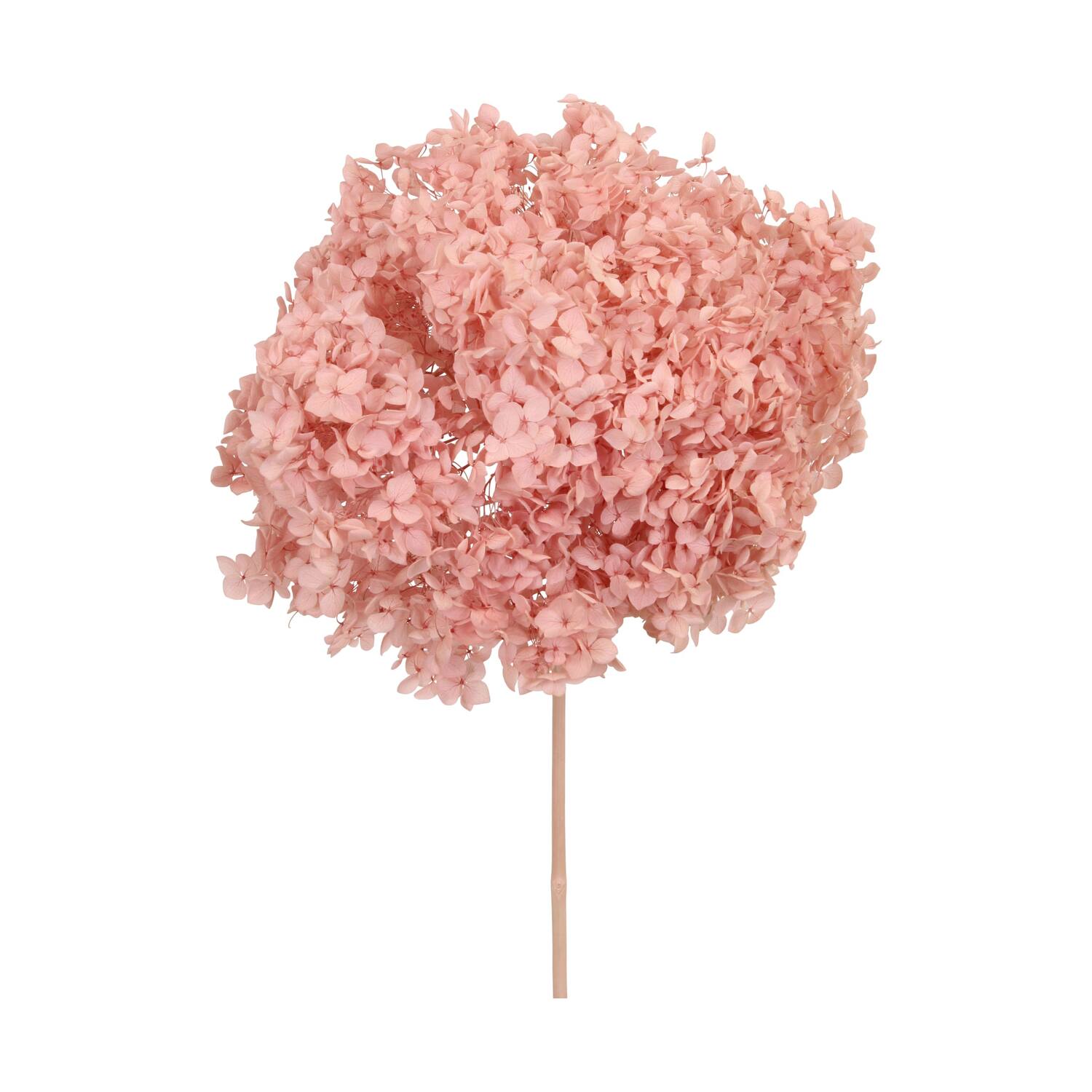 Bunch hydrangea preserved nature 60x20x25cm Pink