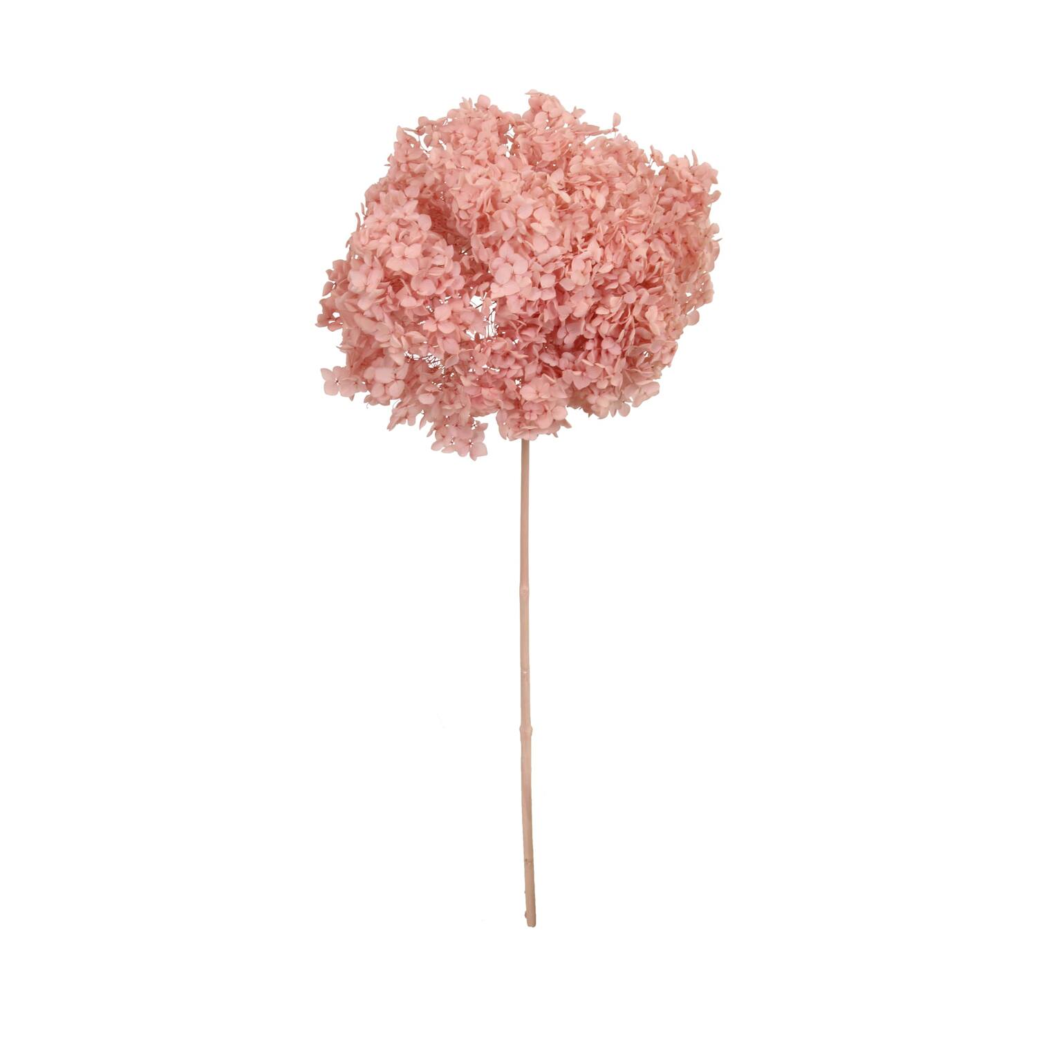 Bunch hydrangea preserved nature 60x20x25cm Pink