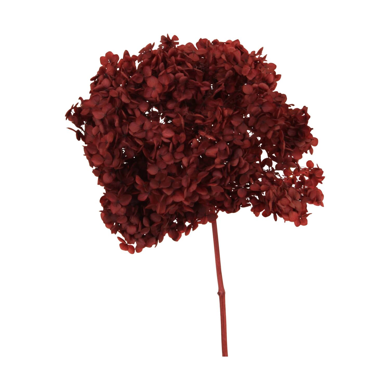 Bunch hydrangea preserved nature 60x20x25cm Red