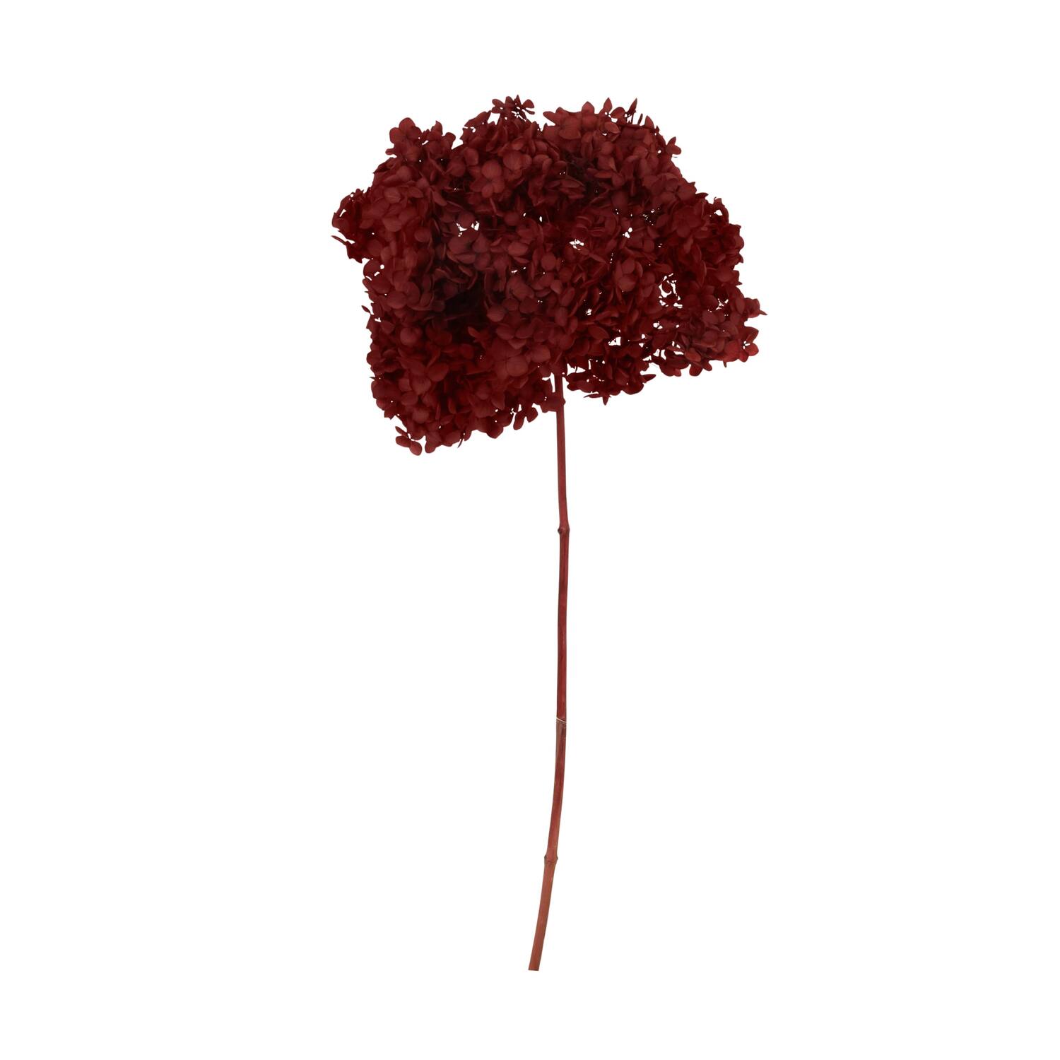 Bunch hydrangea preserved nature 60x20x25cm Red