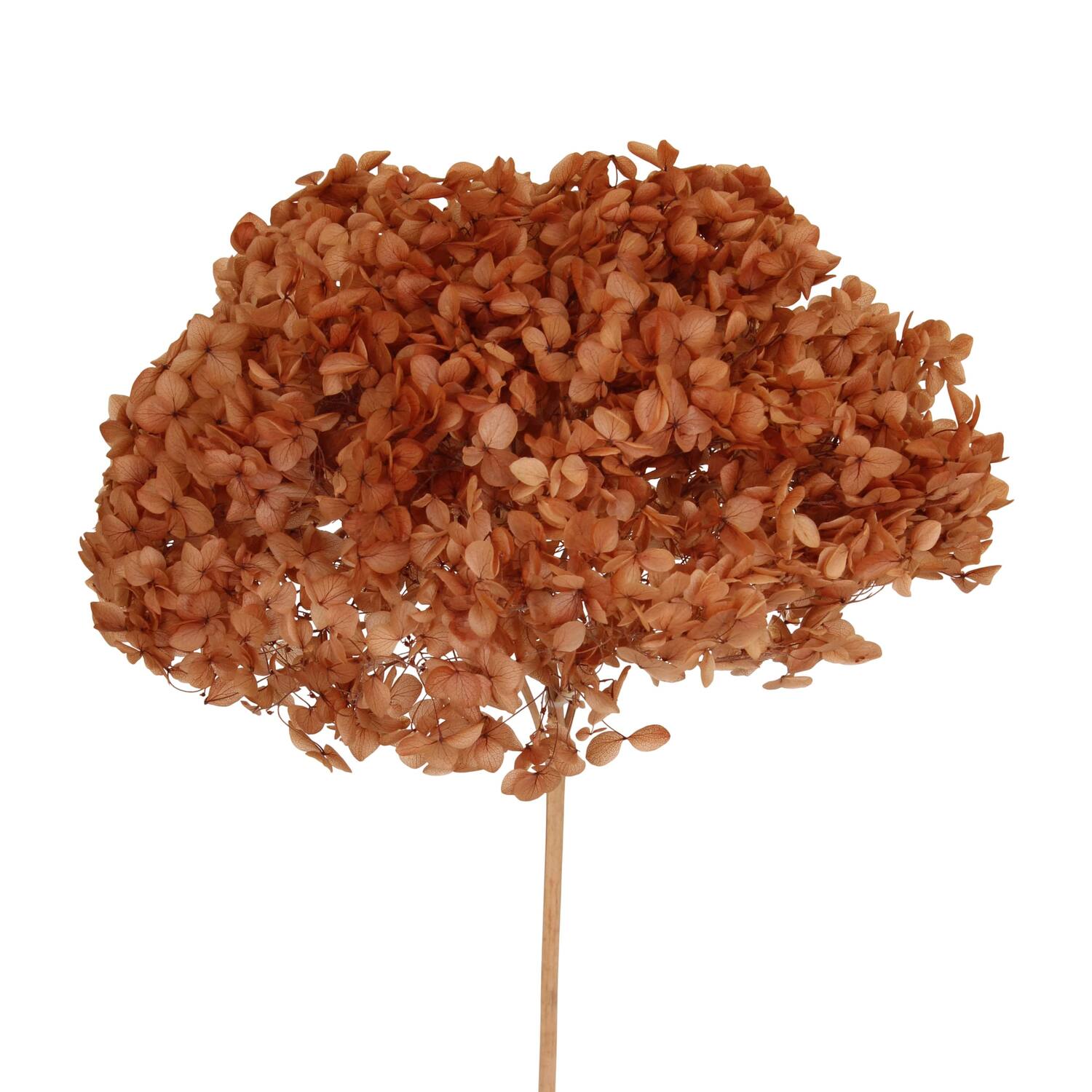 Bunch hydrangea preserved nature 60x20x25cm
