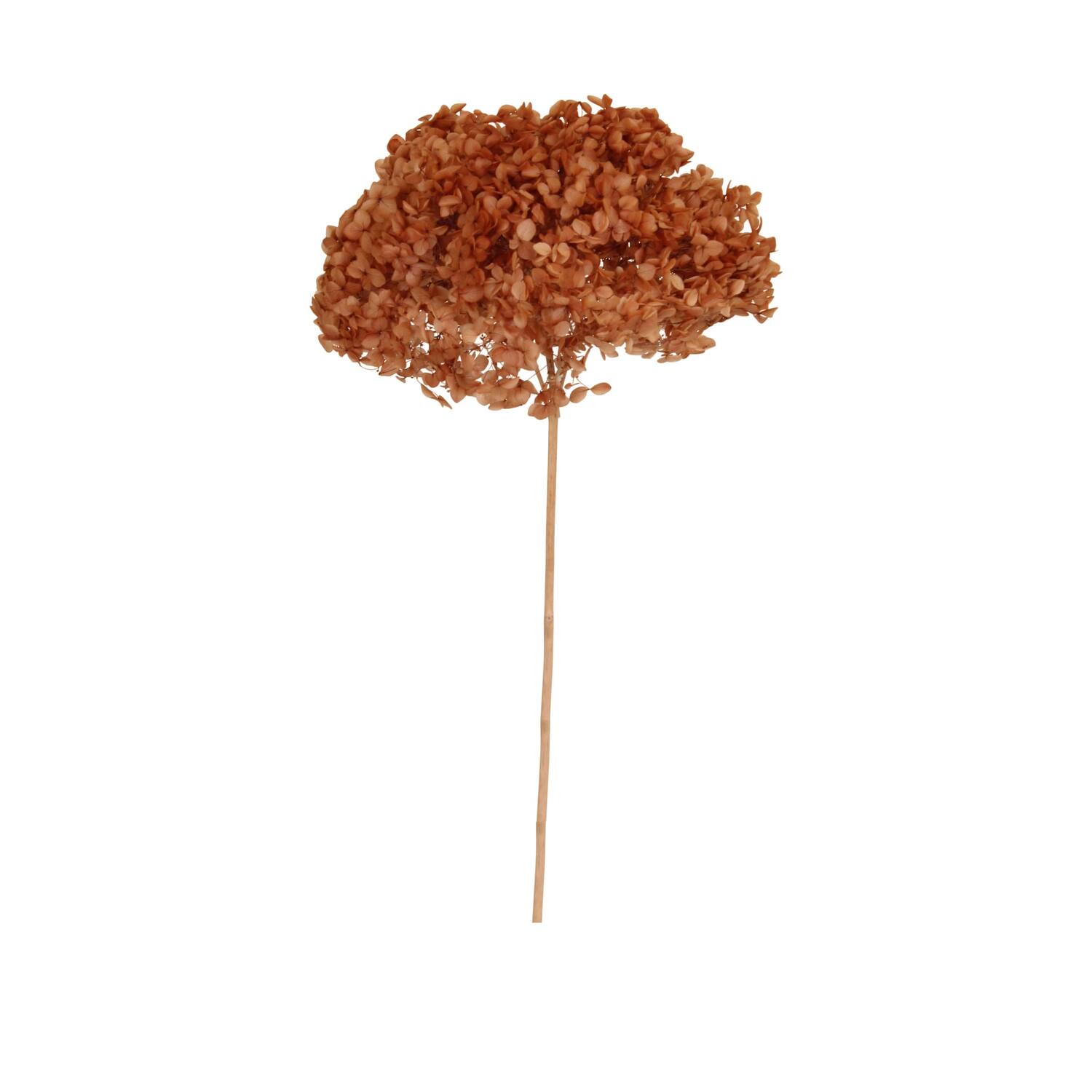 Bunch hydrangea preserved nature 60x20x25cm