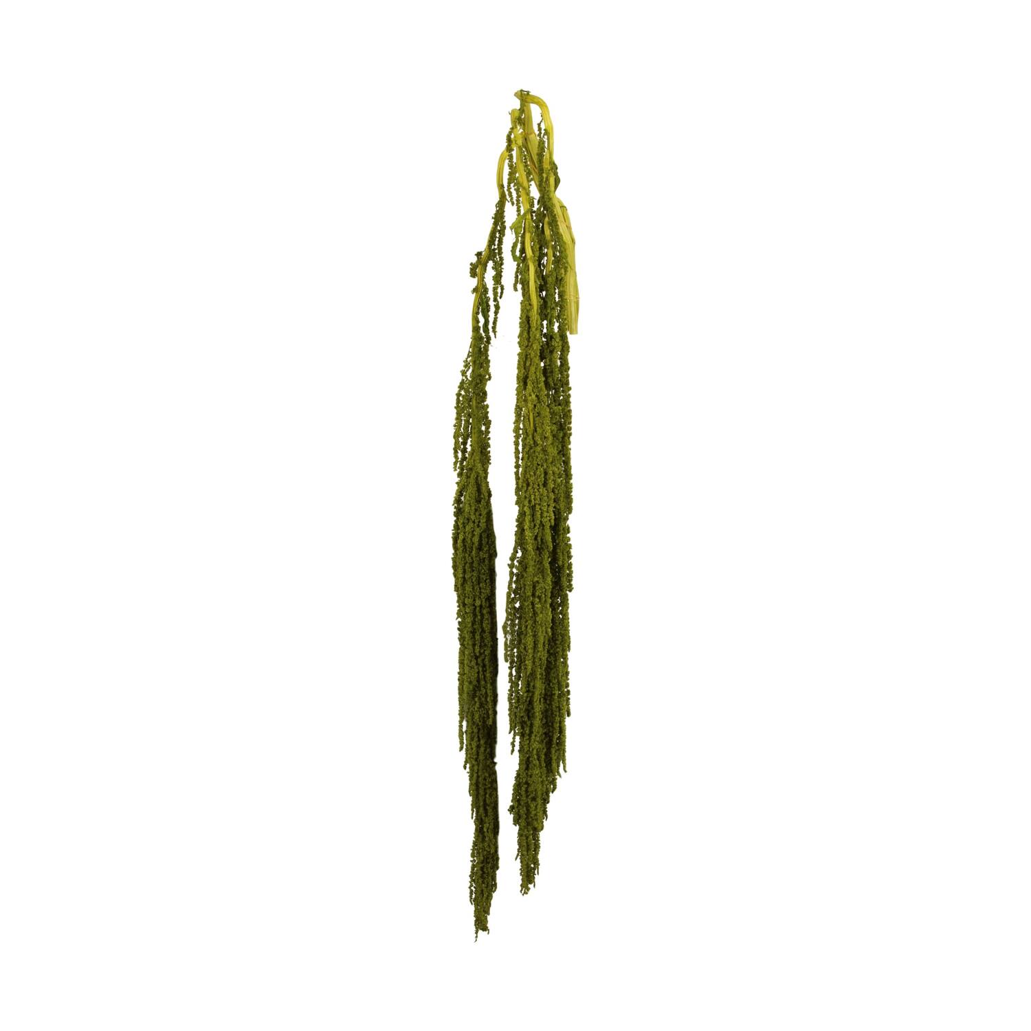 Bunch amaranthus preserved nature 115x11x3cm Green