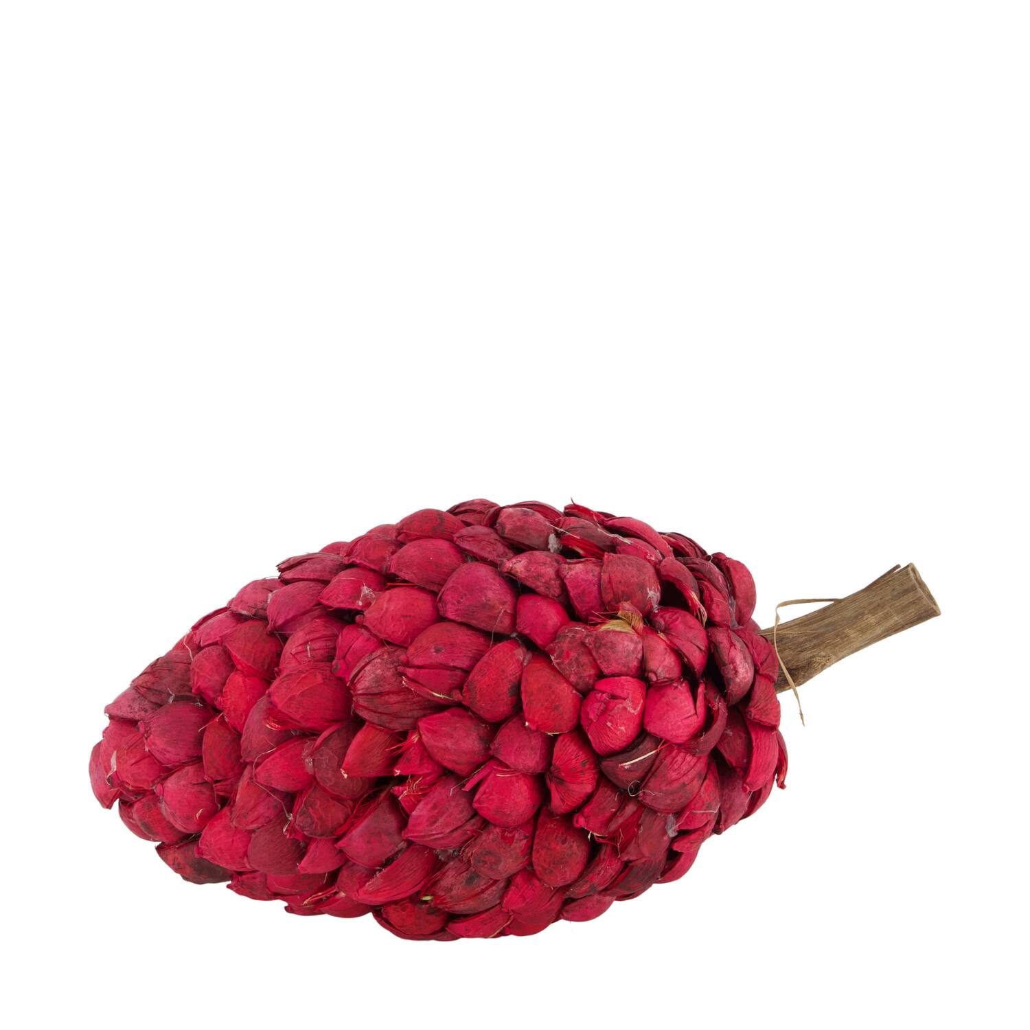 Stick betal pod dino cone nature 28x14x14cm
