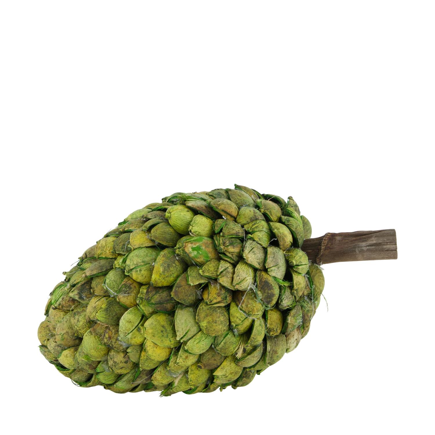 Bâton betal pod dine cone nature 14x28cm vert