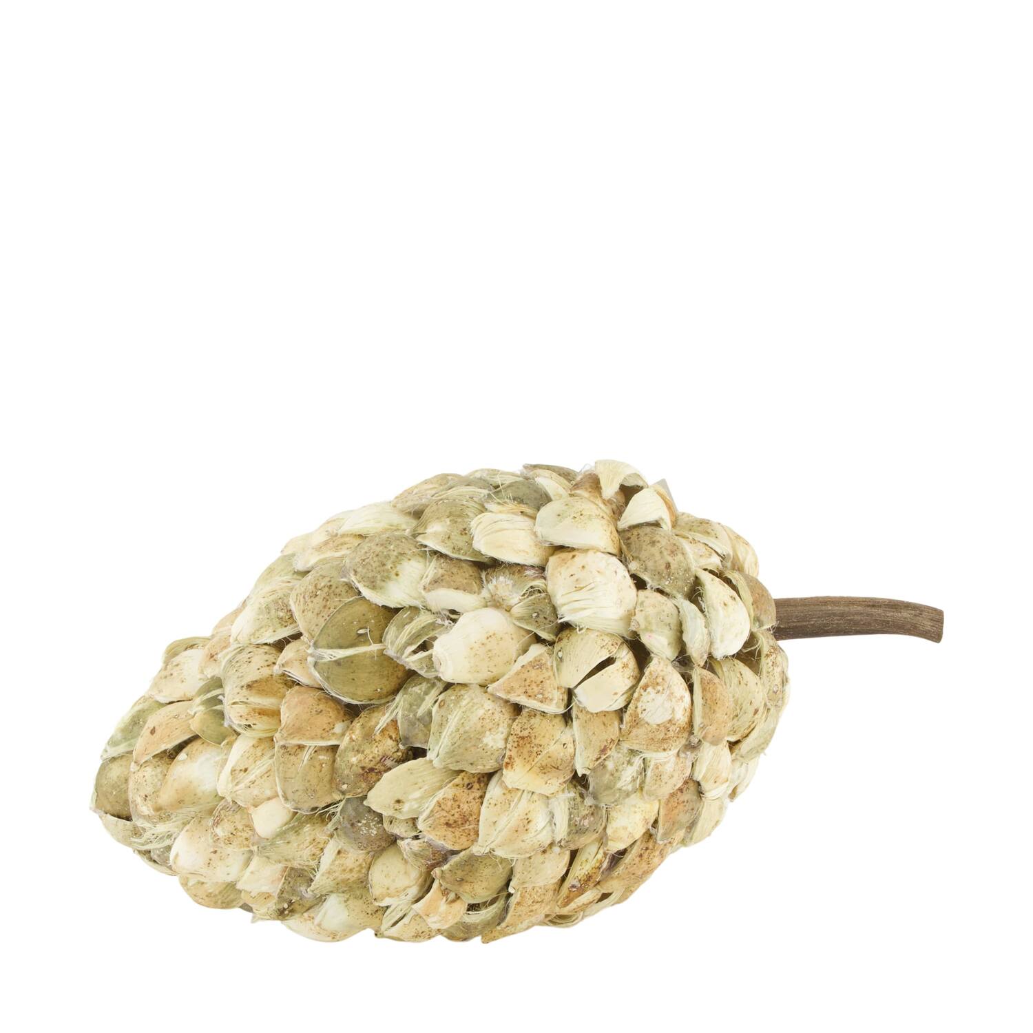 Bâton betal pod dine cone nature 20x40cm blanchi