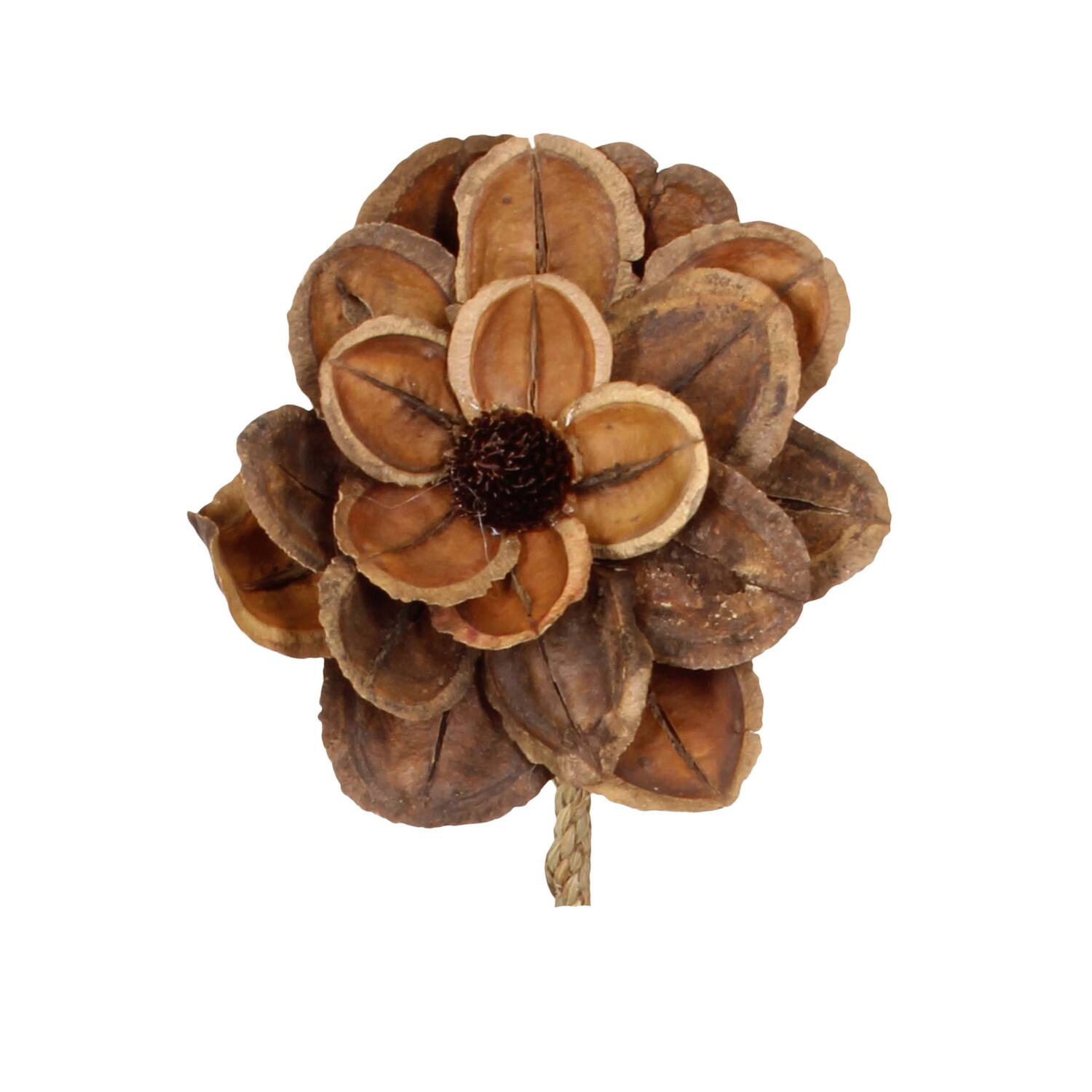 Blume Jacaranda Natur 70x15x15cm Natur