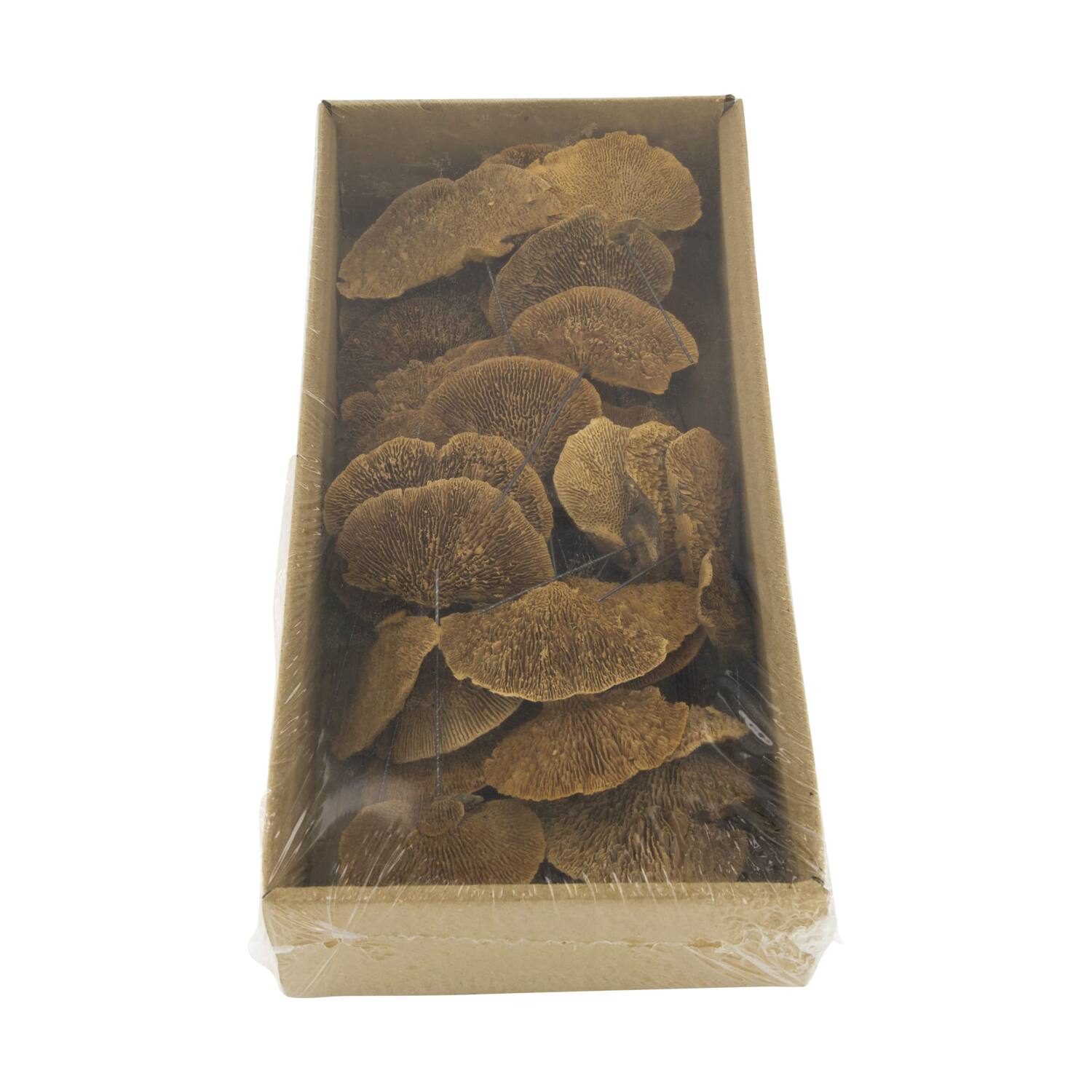 Mushroom sponge nature on wire 38x18x7.5cm 40pc