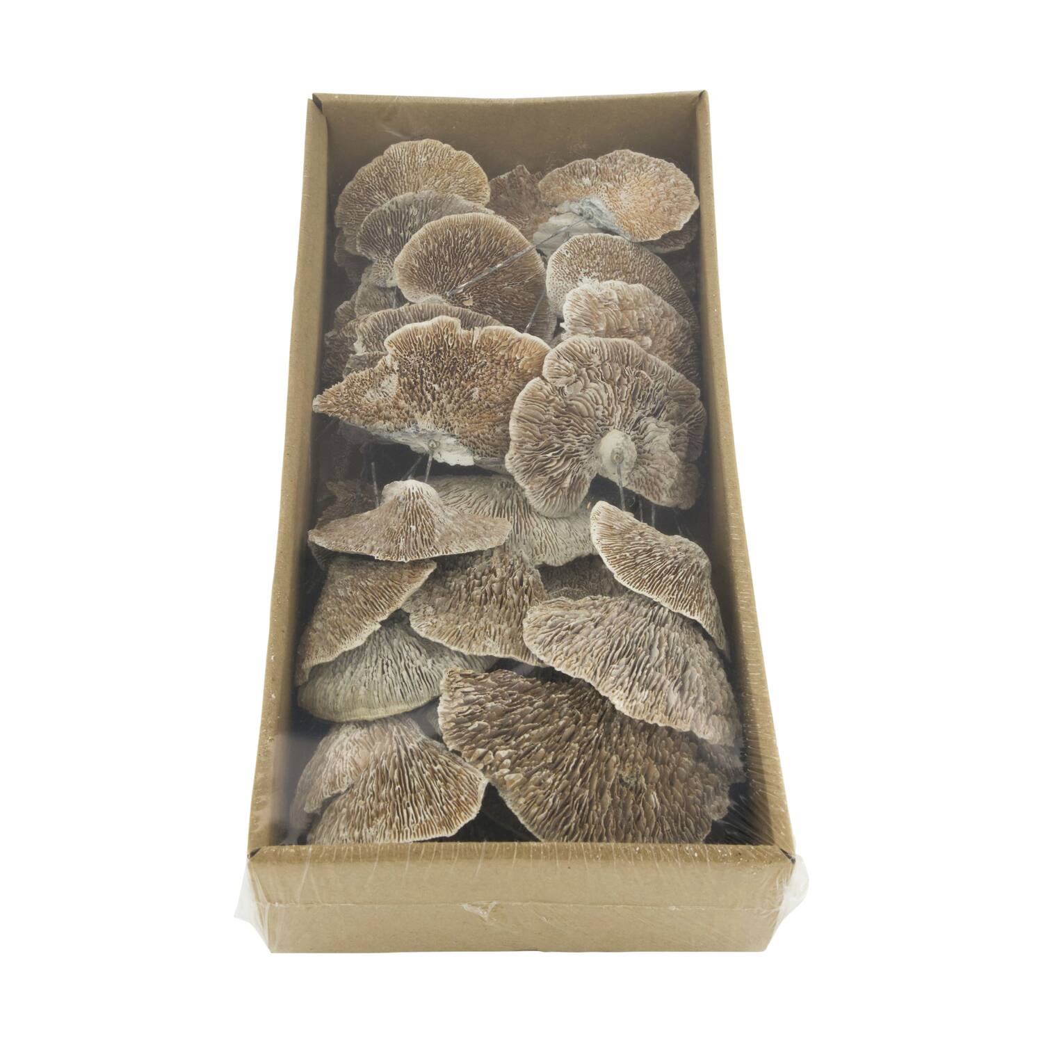 Champignon éponge nature sur fil 38x18x8cm lavage blanc 40pc
