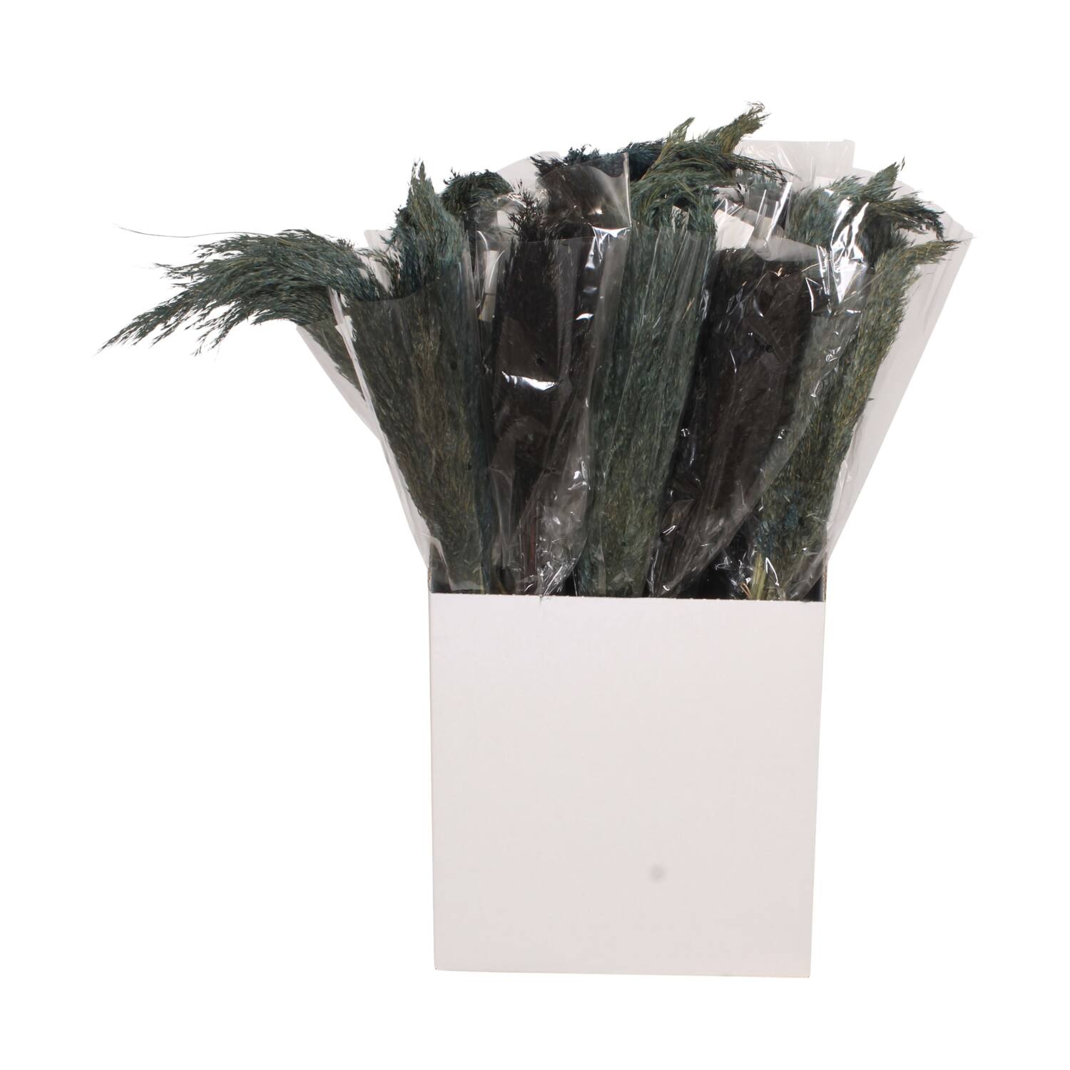 Plume nature 70x10x6.5cm