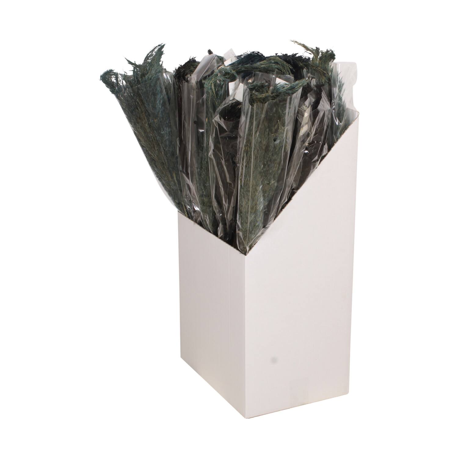 Plume nature 70x10x6.5cm