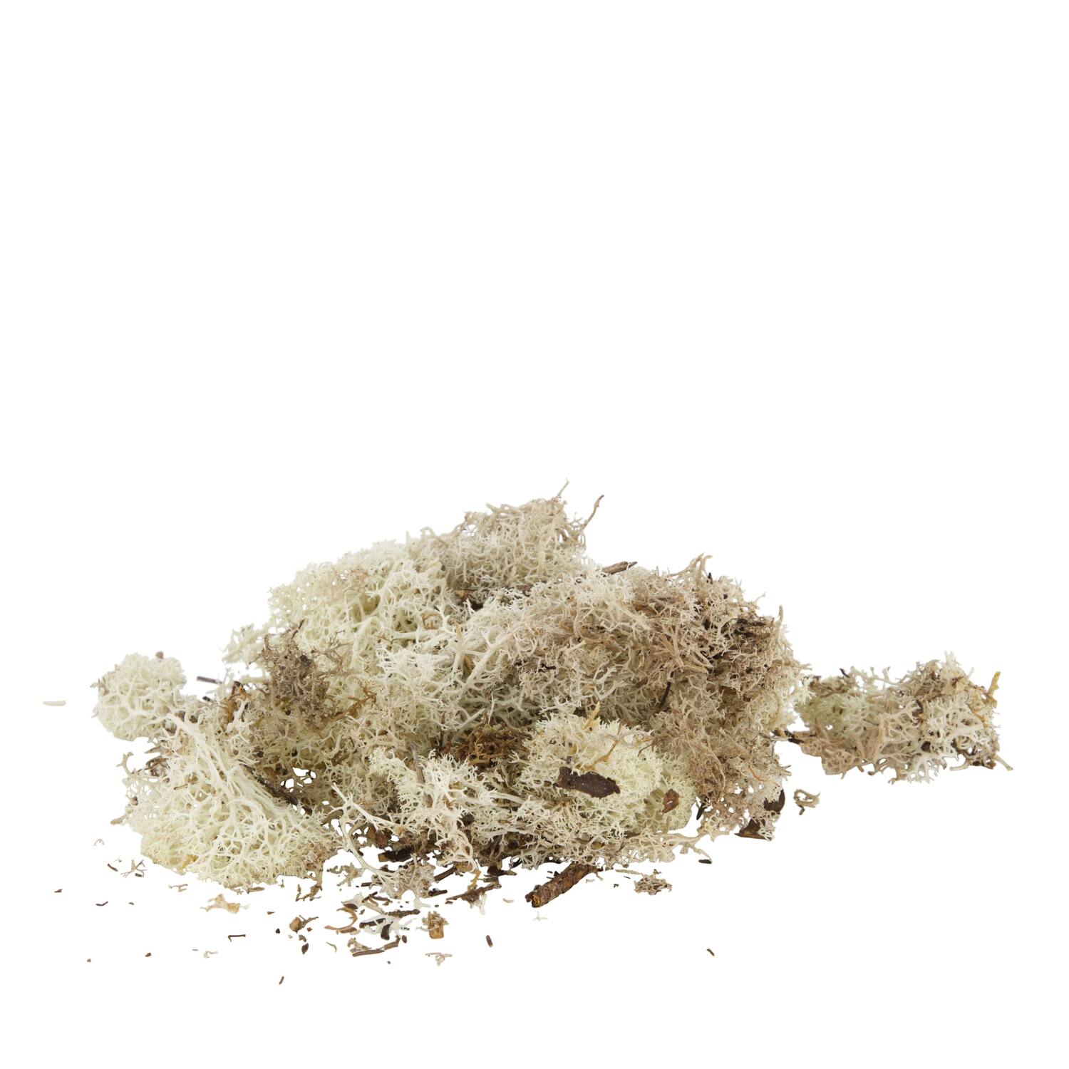 Moss reindeer 50gr nature 14x8x10cm - Natural