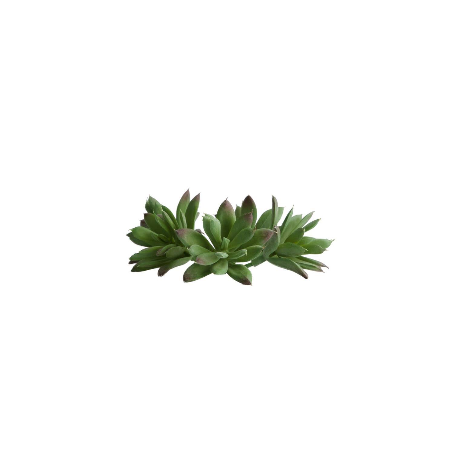 Succulent 6,5x7cm - Green