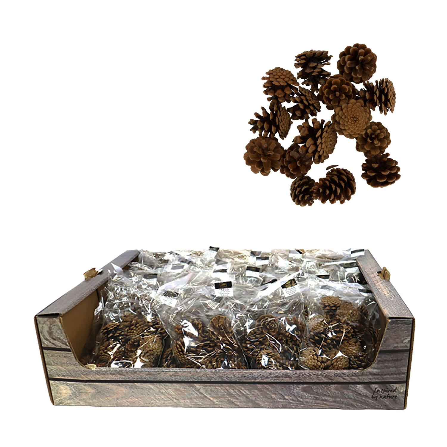Display 200gr pinecone 29x17x5.5cm